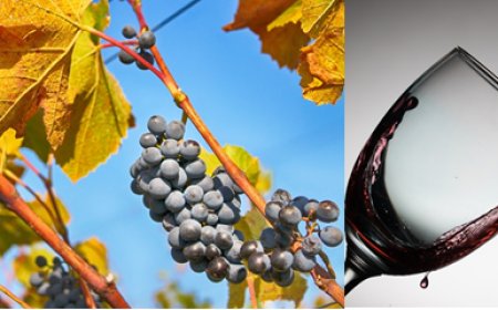 Tenho uma pequena vinícola, como faço para regularizar? Respeite a autoria e a continuidade da informação de qualidade, referenciando a fonte pelo hiperlink completo. O material produzido pela FoodSafetyBrazil.org é protegido pela lei