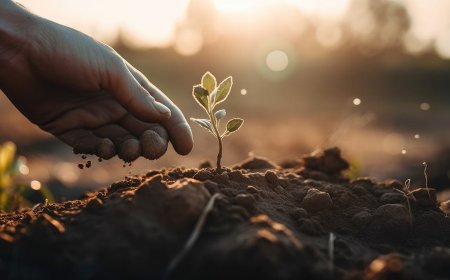 Webinar series explores ways to strengthen capacity on international movement of seeds