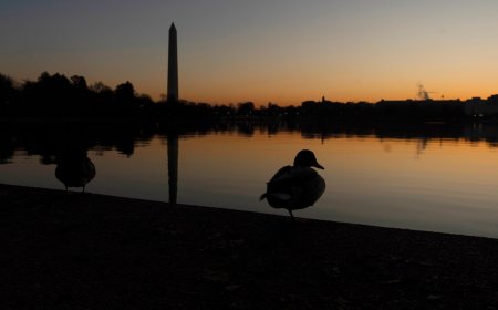 Ducks, once a conservation bright spot, are now declining in the US, new report shows