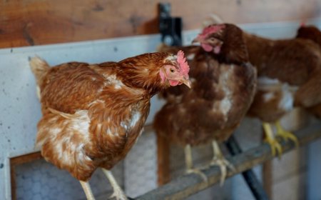 Vaccinating poultry could help cut soaring egg prices but US remains hesitant