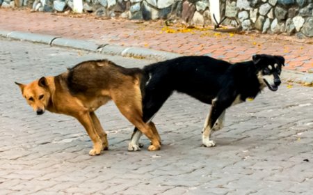 ¿Por qué los perros se quedan “pegados” cuando se aparean? Esto es todo lo que debes saber