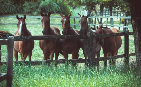 ¿Cómo expresan los caballos sus emociones? Científicos lo estudian