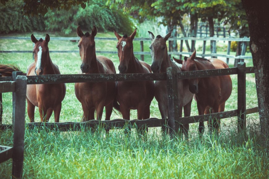 ¿Cómo expresan los caballos sus emociones? Científicos lo estudian