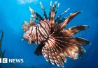 Glimmer of hope' for marine life at UN Ocean conference