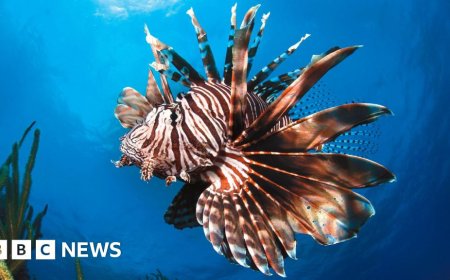 Glimmer of hope' for marine life at UN Ocean conference