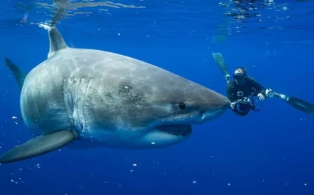 The antidote to the Jaws effect: These photos show a softer side of great white sharks