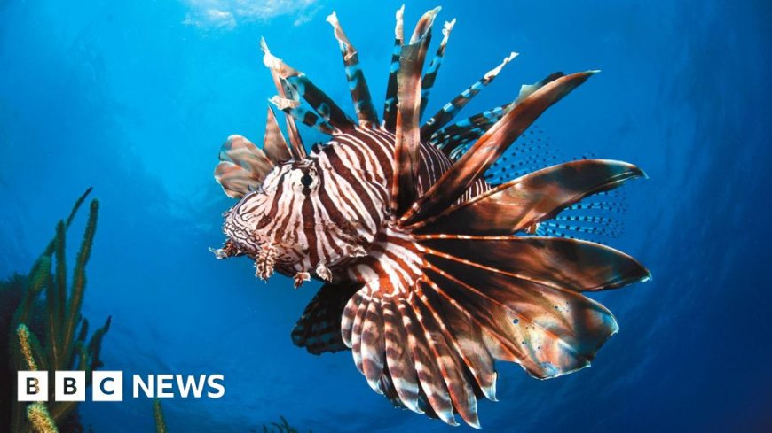 Glimmer of hope' for marine life at UN Ocean conference