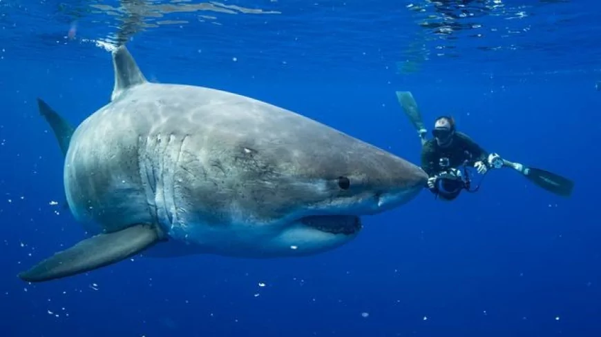 The antidote to the Jaws effect: These photos show a softer side of great white sharks